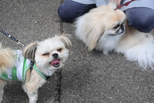 散歩中１匹の犬に遭遇した飼い主　次の瞬間目を疑う光景が…！