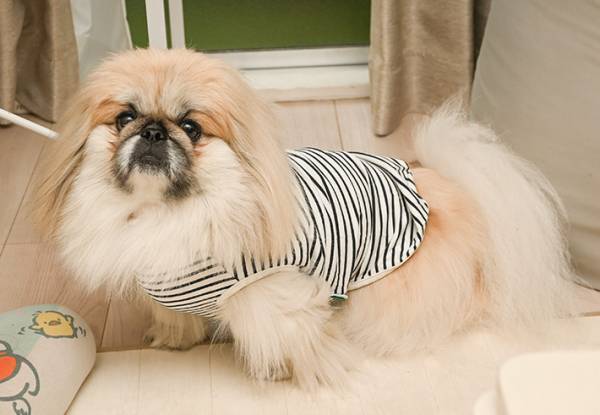 散歩中１匹の犬に遭遇した飼い主　次の瞬間目を疑う光景が…！