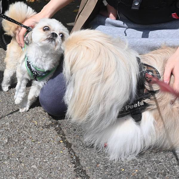 散歩中１匹の犬に遭遇した飼い主　次の瞬間目を疑う光景が…！