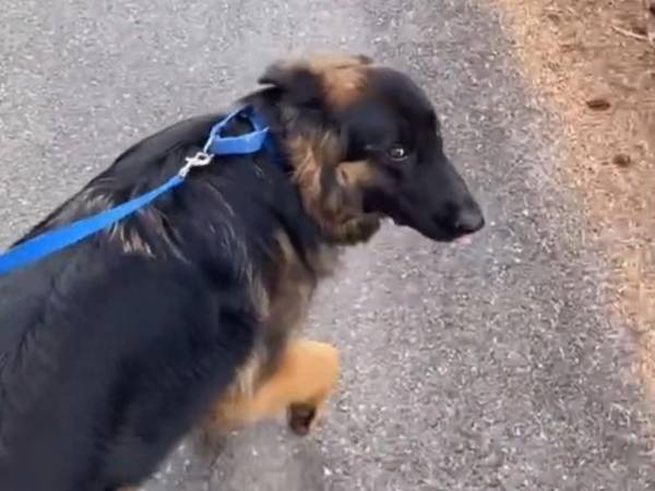 いうことを聞かないジャーマン・シェパード　ドイツ語で話しかけると？「大笑いした」