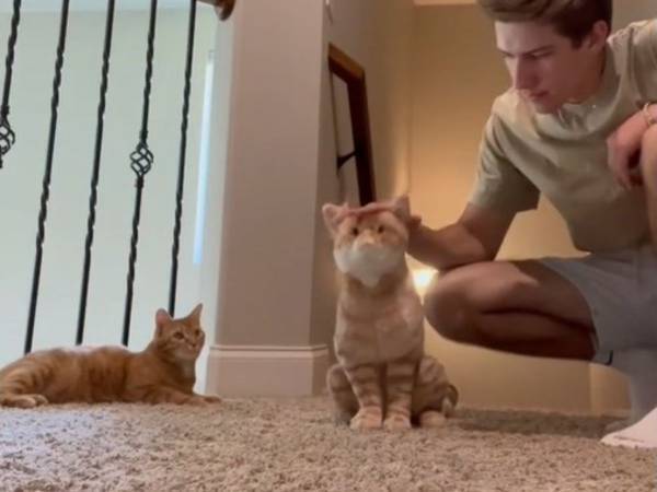 「暴力を選んだ」　ぬいぐるみに嫉妬した猫の『リアクション』に１４０万人が爆笑！