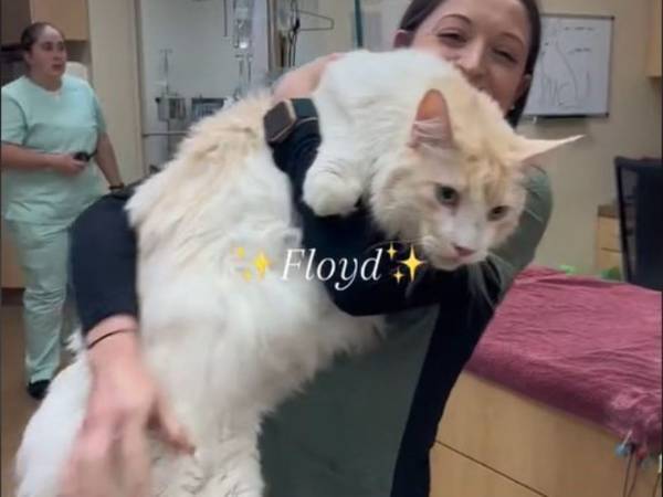 抱っこするのも必死！　超ビッグサイズの猫の体重は？「ライオンかと思った」