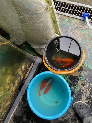 水族館「許せない」　『タバコのポイ捨て』被害で水槽の魚９割が亡くなり、悲しみの注意喚起