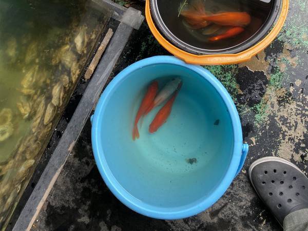 水族館「許せない」　『タバコのポイ捨て』被害で水槽の魚９割が亡くなり、悲しみの注意喚起