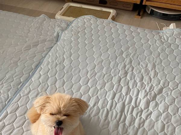 リビングに布団を敷いて『修学旅行ごっこ』　一番ワクワクしていたのは…