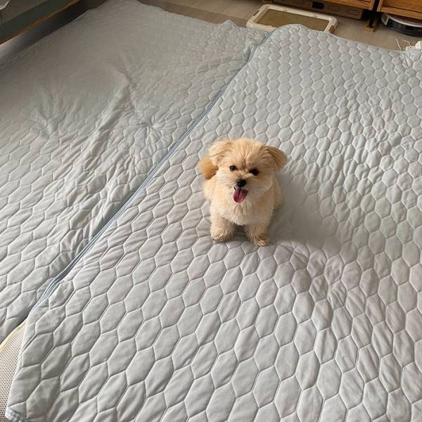 リビングに布団を敷いて『修学旅行ごっこ』　一番ワクワクしていたのは…