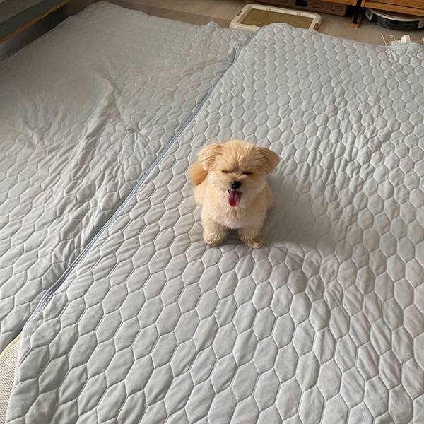 リビングに布団を敷いて『修学旅行ごっこ』　一番ワクワクしていたのは…