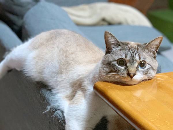 猫の姿に、飼い主「くつろげてる？」　思わずそう聞いた理由が…