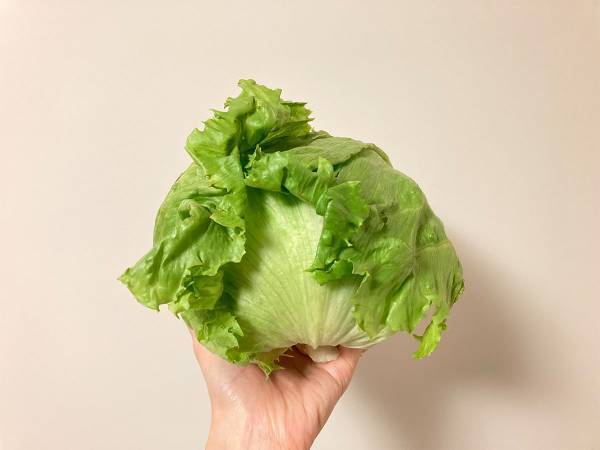 レタスを大量に消費！　JA全農のレシピがおいしそう　「１玉余裕」「今日作る」