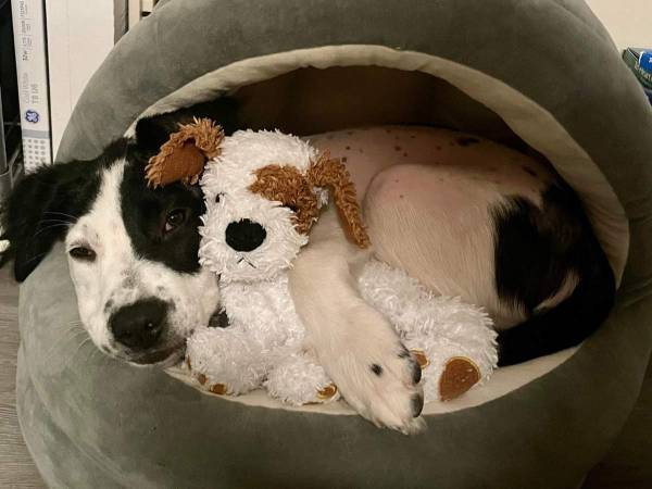 飼い主に虐待された子犬　体に書かれていたのは…「言葉が見つからない」「泣けてくる」