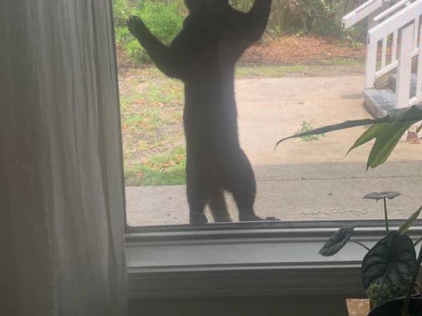 これが『猫流通システム』か　野良猫に一度だけごはんをあげたら？「おめでとう」