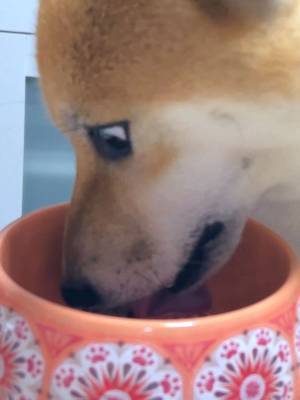 柴犬「う…うますぎる！」と思ってるかも？　缶詰タイプのフードを食べさせたところ、反応が最高！