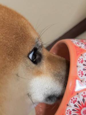 柴犬「う…うますぎる！」と思ってるかも？　缶詰タイプのフードを食べさせたところ、反応が最高！