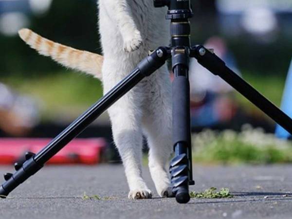 「観光地にいるよね」「最高です」　写真に写る３匹の猫が『あの人』にしか見えない！