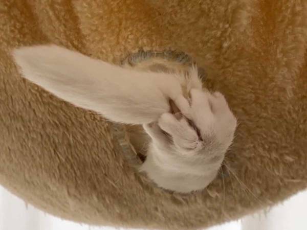 白猫のキメ顔がすごい！　進化する前髪アートに「超激レア生物」「センスのかたまり」