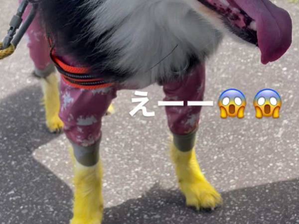 「えー、なんで！？」「ウソでしょ？」　黄色く染まった犬の脚、その驚きの理由とは…