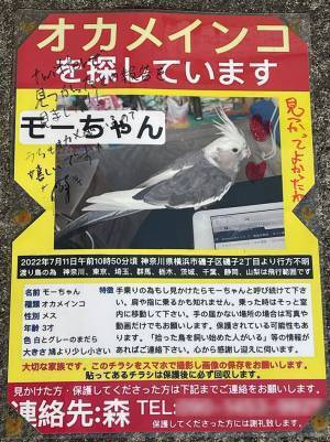 迷子だった鳥が見つかった！『捜索の貼り紙』を回収しに行ったら、何か書いてあって？