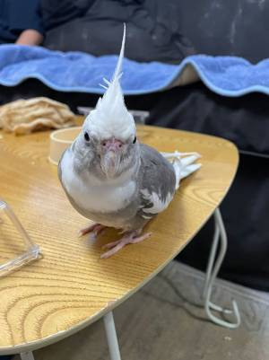 迷子だった鳥が見つかった！『捜索の貼り紙』を回収しに行ったら、何か書いてあって？