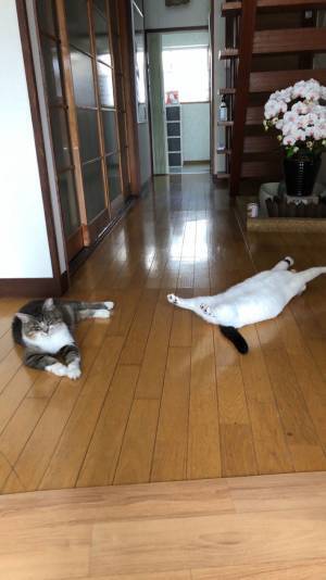 飼い主がたったひと言…「性格」　すべてが理解できる写真に７万人が『いいね』