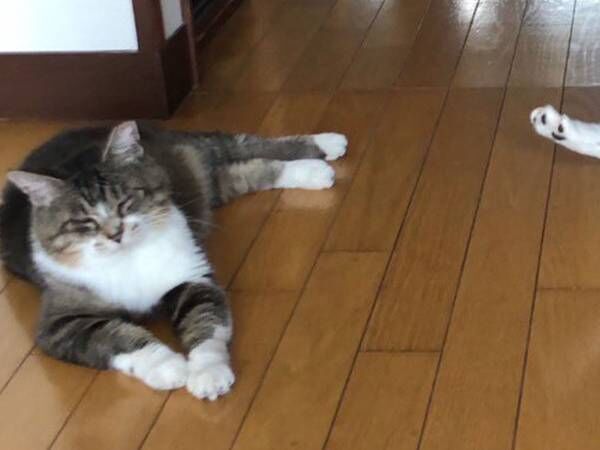 飼い主がたったひと言…「性格」　すべてが理解できる写真に７万人が『いいね』