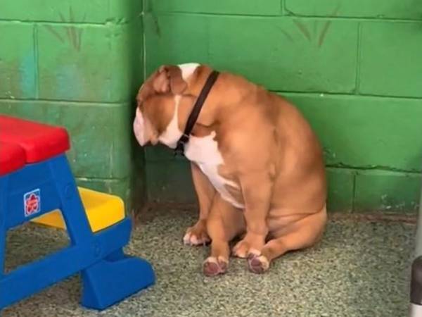 よく寝られるな…　昼寝中の犬たちの『クセが強い寝相』に爆笑！「ドリンク吹いた」