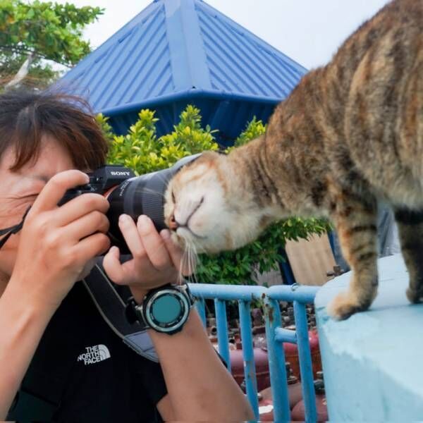 旅先で猫を撮影している女性　その『裏側』に反響集まる　「やばい…！」「最高の写真」