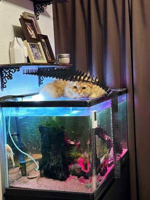 猫よけのトゲをよける猫にツッコミ続出　「違う、そうじゃない」「頭いい！」