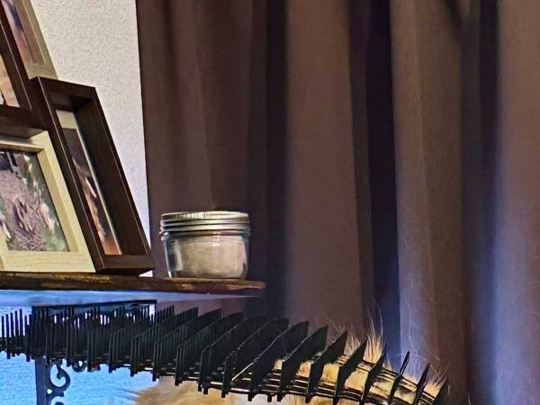 猫よけのトゲをよける猫にツッコミ続出　「違う、そうじゃない」「頭いい！」