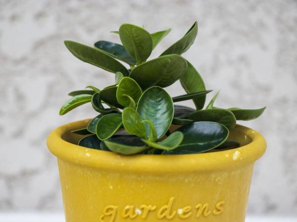 葉っぱのツヤを戻すには？　観葉植物のお手入れテクに「初めて知りました」