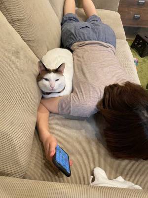 スキマを埋めるのが得意な猫に「まるでテトリス」「ぴったりフィット」