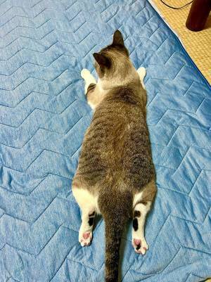 「Nクールはニャンクール」「かわいすぎて倒れた」　飼い主が部屋に布団を敷くと…