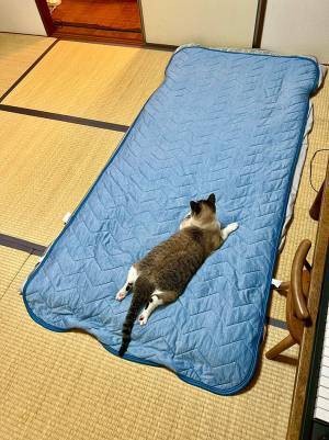 「Nクールはニャンクール」「かわいすぎて倒れた」　飼い主が部屋に布団を敷くと…