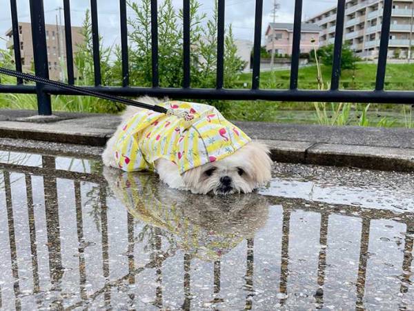 「濡れないように雨ガッパを着せたんですけど」　飼い主のツッコミに「笑った」「そうきたか」