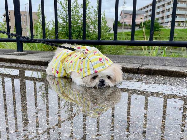 「濡れないように雨ガッパを着せたんですけど」　飼い主のツッコミに「笑った」「そうきたか」