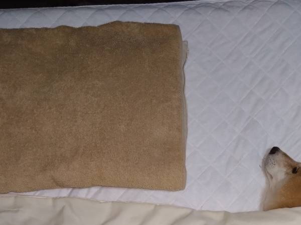 一緒に寝ようと飼い主を待つ愛犬　まさかの姿に「かわいすぎる」「尊い…」