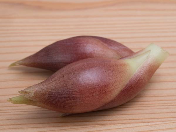 超簡単な『ミョウガの保存方法』　あの身近なアイテムを使うだけで？