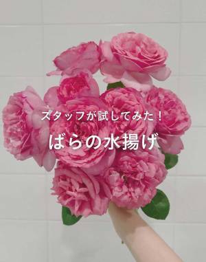 しおれたバラが３時間で復活　生花店の教える『簡単ワザ」とは　「すごい」「コレは覚えておきたい」