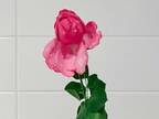 しおれたバラが３時間で復活　生花店の教える『簡単ワザ」とは　「すごい」「コレは覚えておきたい」