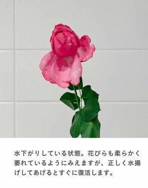 しおれたバラが３時間で復活　生花店の教える『簡単ワザ」とは　「すごい」「コレは覚えておきたい」