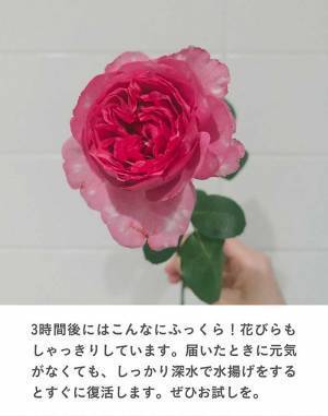 しおれたバラが３時間で復活　生花店の教える『簡単ワザ」とは　「すごい」「コレは覚えておきたい」