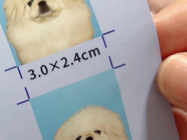 １枚の証明写真にスカウトが殺到？　「ぜひ我が社で」との声が集まったワケ