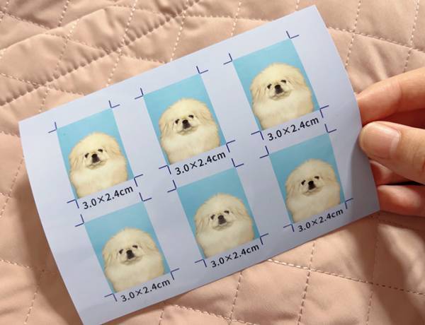 １枚の証明写真にスカウトが殺到？　「ぜひ我が社で」との声が集まったワケ