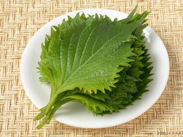 青じそは冷蔵庫の『あそこ』に吊り下げる　お手軽な保存術に「これいいね」「試してみる」