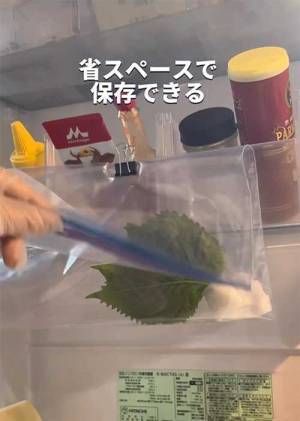 青じそは冷蔵庫の『あそこ』に吊り下げる　お手軽な保存術に「これいいね」「試してみる」