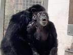 ２８年間、自由がなかったチンパンジー　初めて見た『空』に大感激　「嬉し涙があふれた」