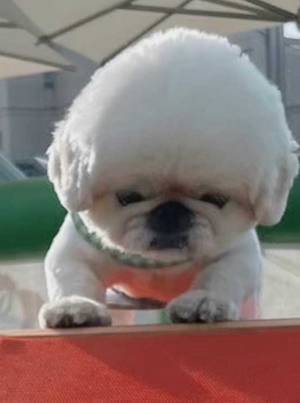 「ストレスがぶっ飛ぶ」と話題の犬の写真をご覧ください