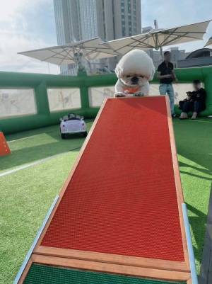 「ストレスがぶっ飛ぶ」と話題の犬の写真をご覧ください