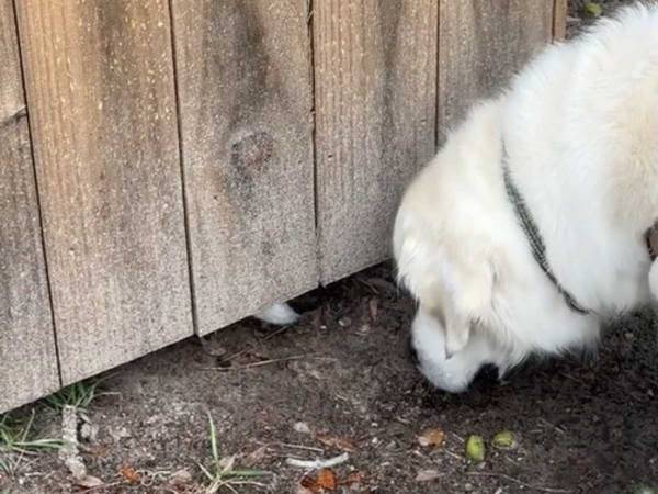 散歩中に立ち止まった犬　フェンスの下から出てきたのは…？「かわいすぎる！」