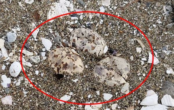 「あなたの足が小さな命を奪った」　立ち入り禁止エリアに『マナー違反者』が踏み入って？