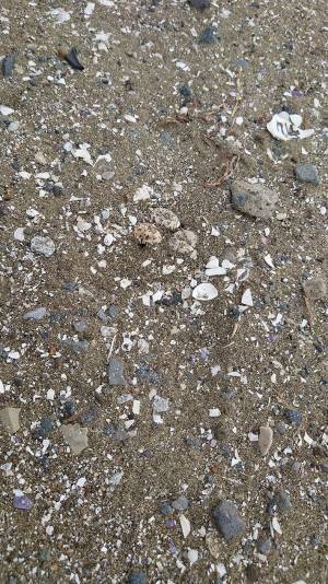 「あなたの足が小さな命を奪った」　立ち入り禁止エリアに『マナー違反者』が踏み入って？